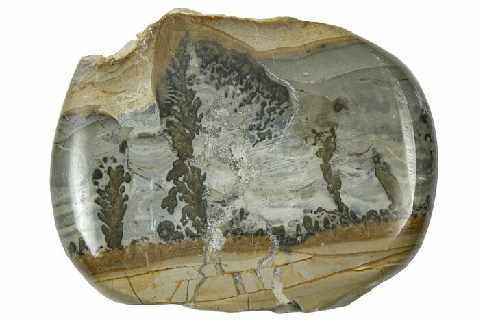 Triassic Aged Stromatolite Fossil - England #365751